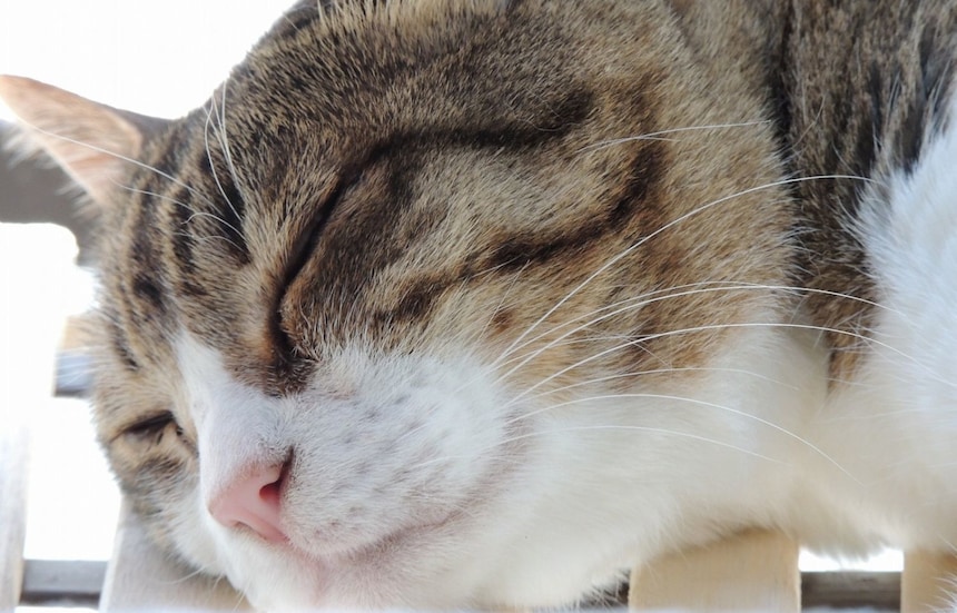 5 คาเฟ่แมวในญี่ปุ่นที่คนรักแมวไปแล้วต้องละลาย