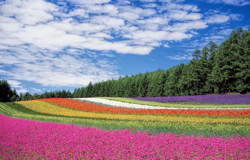 Hokkaido's Gorgeous Summer Flower Fields