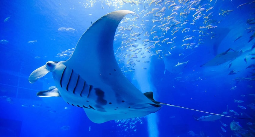 Japan's Top 10 Aquariums
