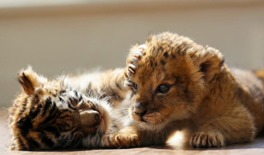 Baby Tiger & Baby Lion Become Besties