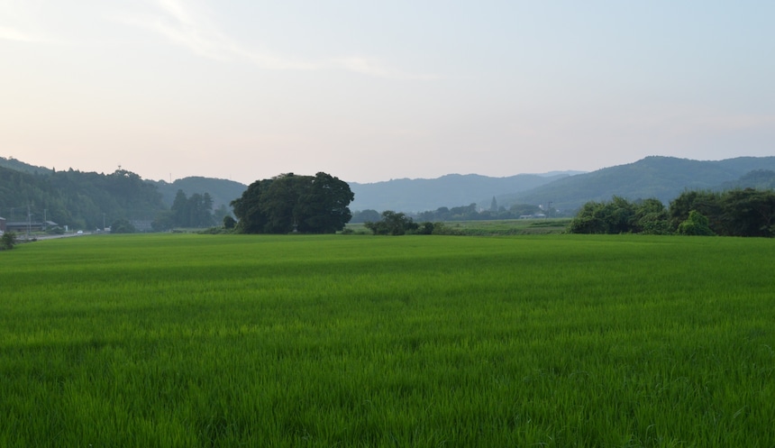 九州大分縣的農業體驗之旅