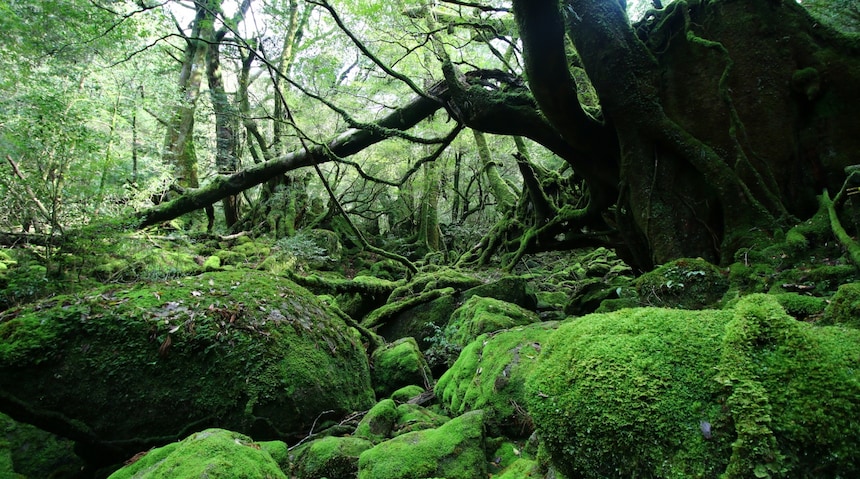 日本自由行之探訪那些神秘的世界遺產② — 千年祕境屋久島