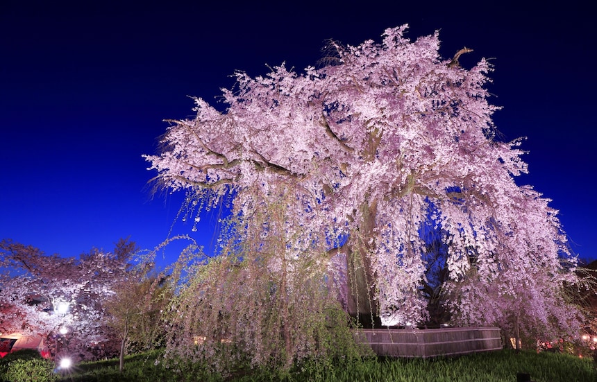 Kyoto's 5 Best Cherry Blossom Views