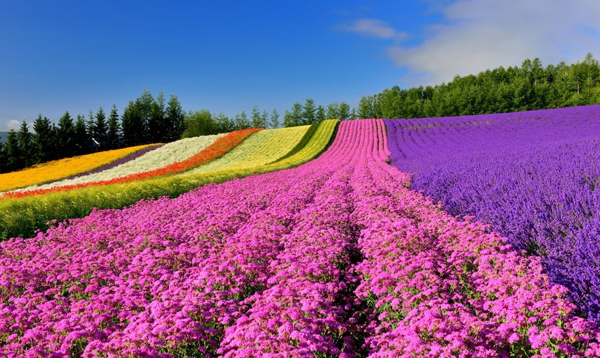 8 Must-See Flower Spots in Hokkaido