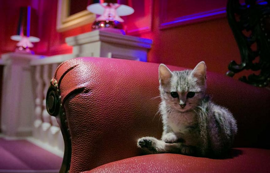 2nd Luxurious Cat Café Branch Open in Harajuku