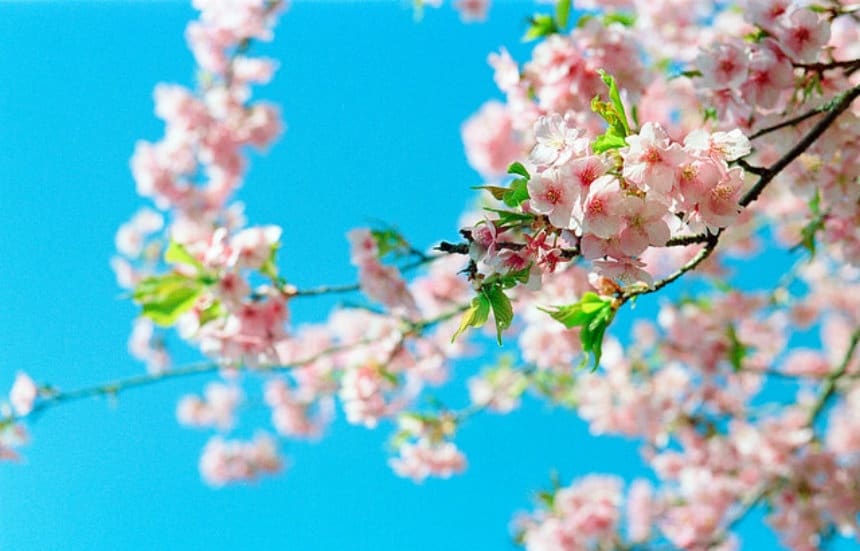 The Earliest Blooming Sakura on Mainland Japan