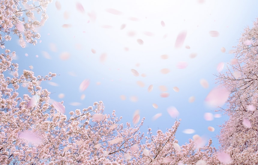 Cherry Blossoms & Climate Change