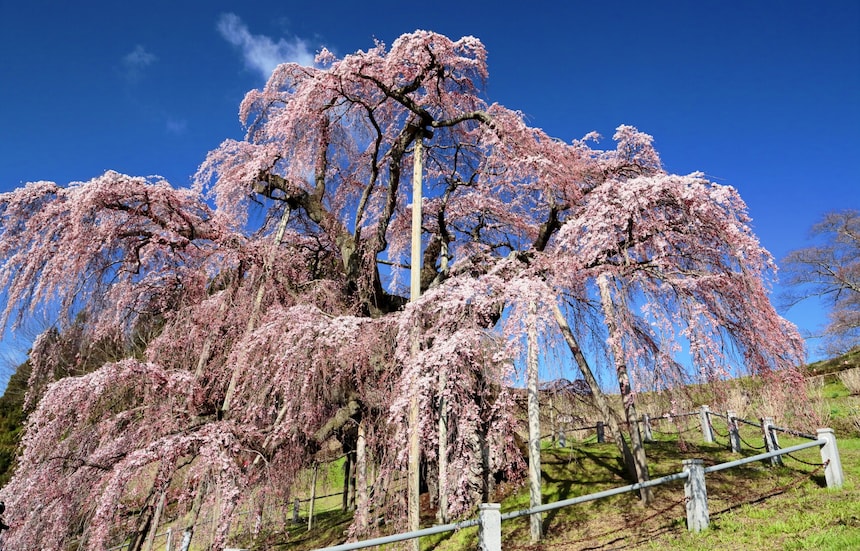 3 ต้นซากุระที่ยิ่งใหญ่ที่สุดในญี่ปุ่น
