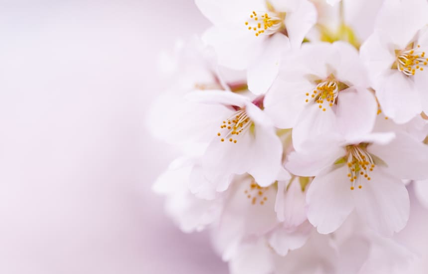 8 Key Sakura Types in Japan