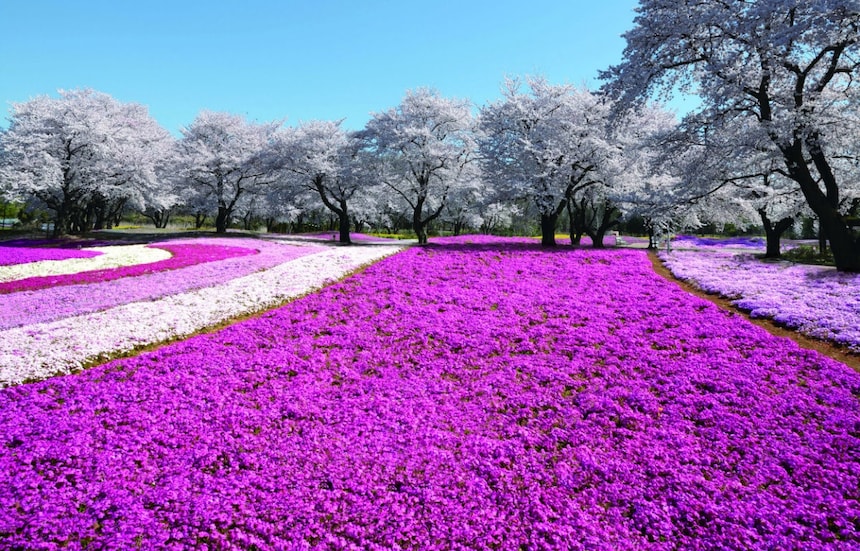 12 Things to Do in Gunma in Spring