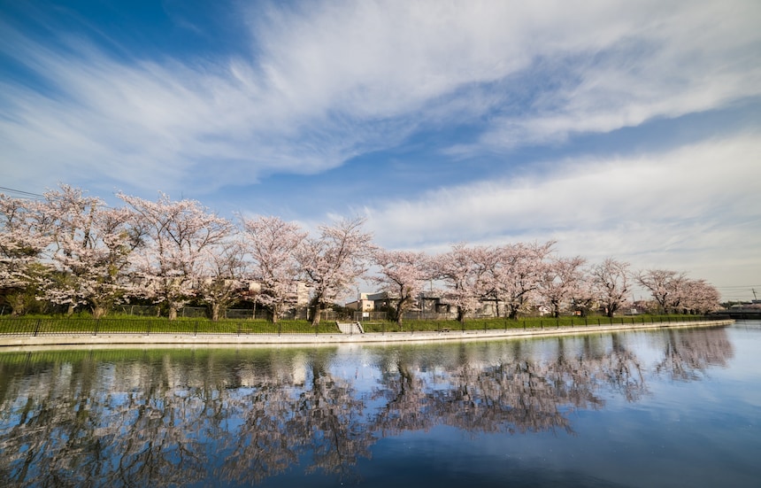 4 Spots for Sakura Along the Water in Tokyo