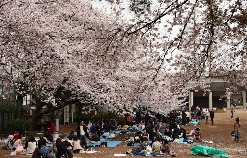 5 places to see cherry blossoms around the world