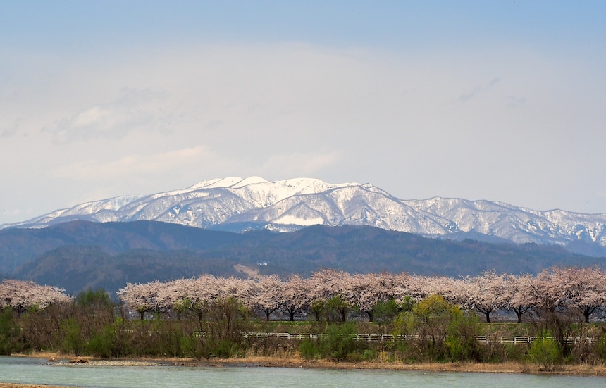 Discover Cherry Blossoms with Snow in Tohoku!