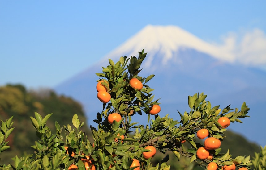 Top Ranked Fruits in Japan for Each Season