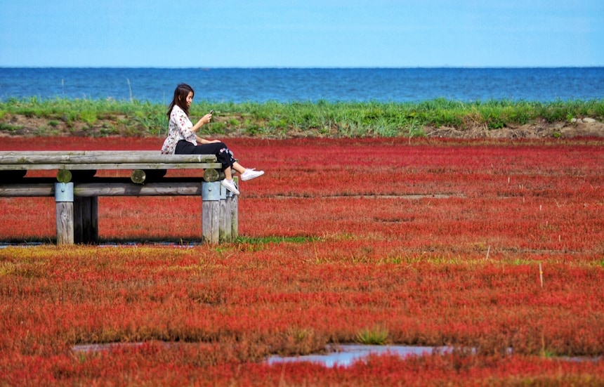 Unseen Hokkaido กับ ปะการังหญ้าสีแดงที่ Notoro