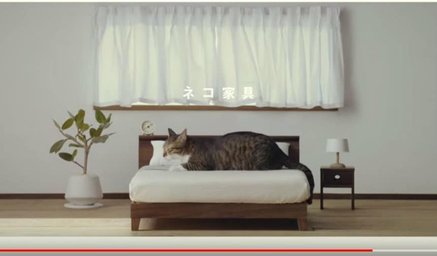 Spoil Your Kitty With Cat Furniture