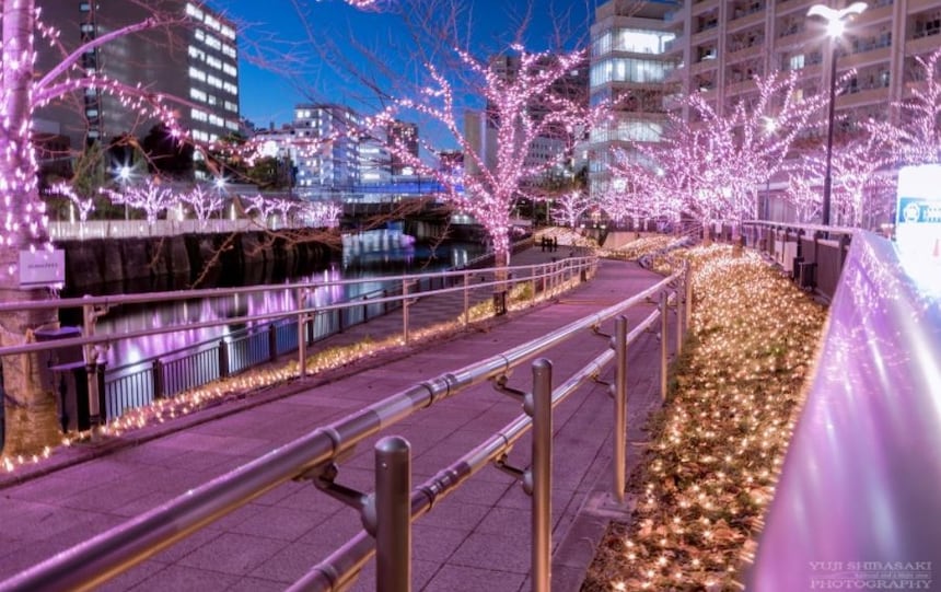 Catch a Glimpse of 'Sakura' in the Winter