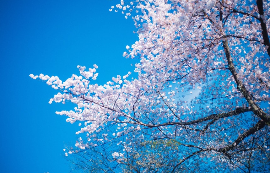 The Cherry Blossom Forecast for 2018 Is Here