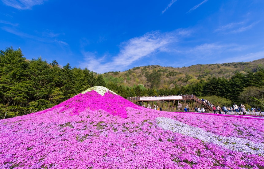 春天限定的粉色地毯！日本關東地區必訪芝櫻祭典（2024年最新版）