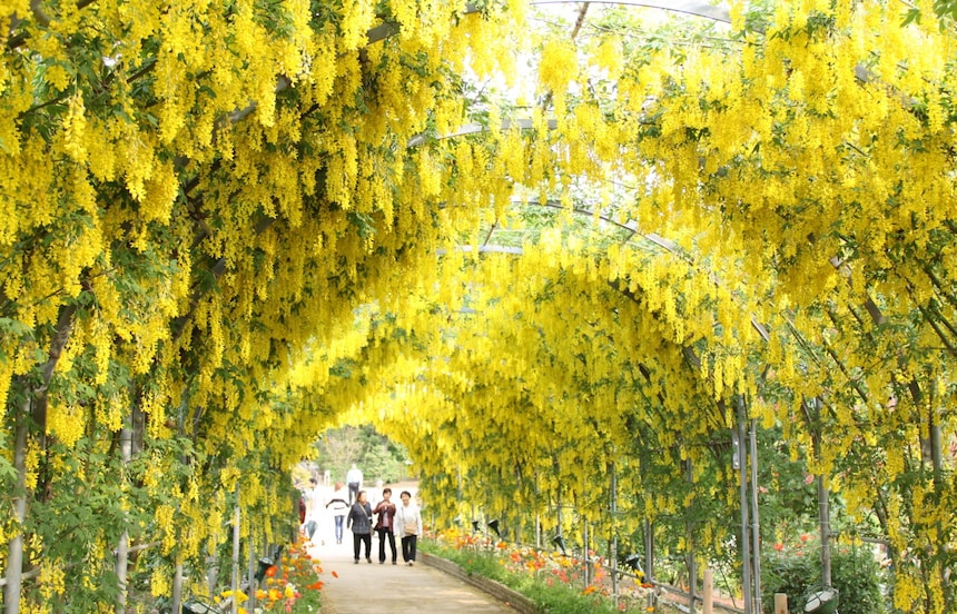 【日本自由行】錯過櫻花季覺得扼腕嗎？日本黃金週必訪賞花景點全公開，準備打卡曬美照！