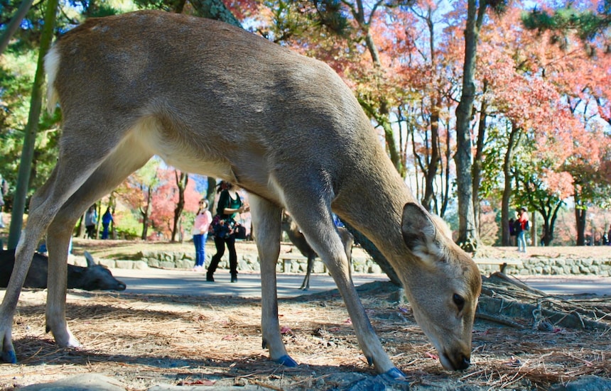 5 Fun Things to Do in Nara