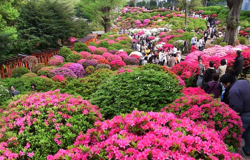 5 อันดับเทศกาลชมดอกไม้ญี่ปุ่นที่ห้ามพลาด!