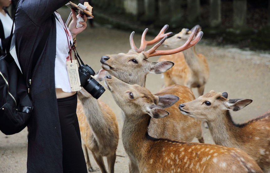 10 ที่เที่ยวไม่ควรพลาดในนารา (Nara)