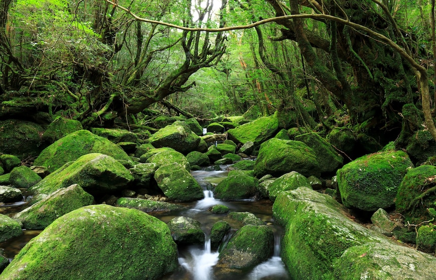 【鹿兒島自由行】屏住呼吸！到原始森林秘境「屋久島」擁抱自然享受最美的感動