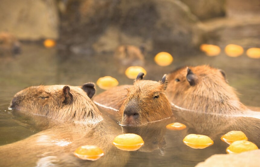 【冬季限定】學水豚泡果物湯！日本兩大溫泉水果浴旅館