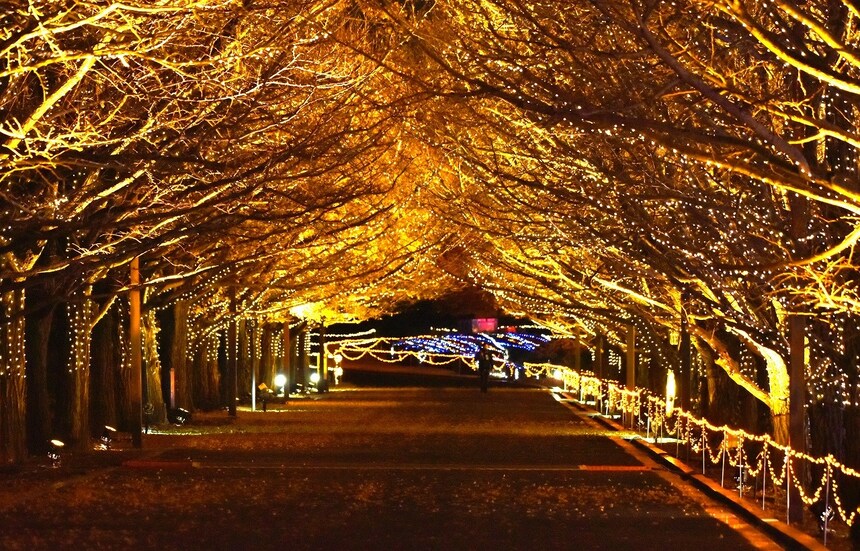 【東京自由行】2019-20聖誕繽紛燈飾巡禮地圖（內文資訊持續更新中）