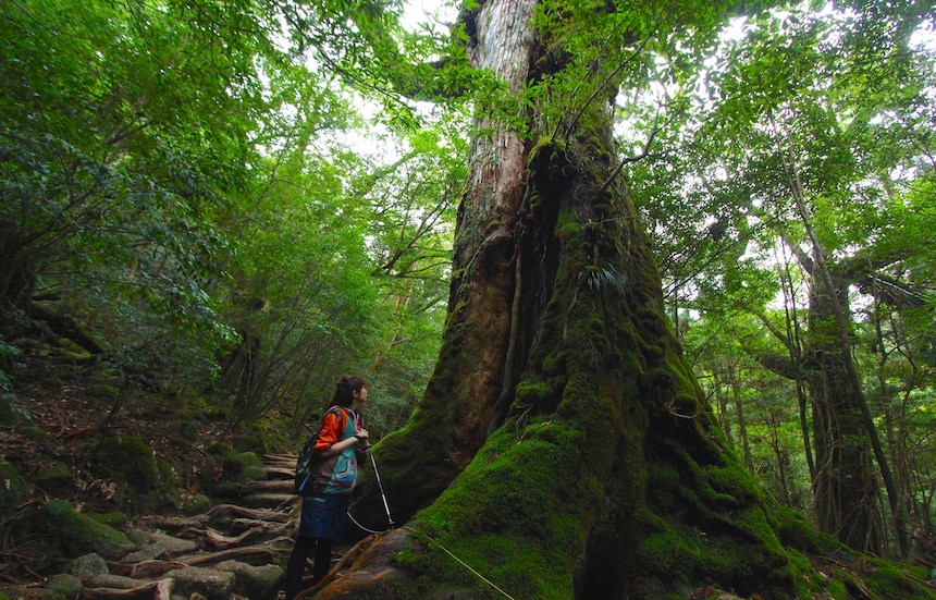Yakushima: Island of Thousand-Year-Old Cedars