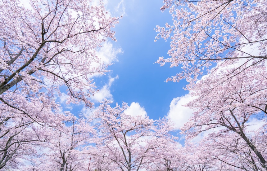 The First Cherry Blossom Forecast of 2019