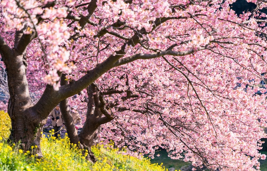 Capturing the Perfect Pink of Sakura