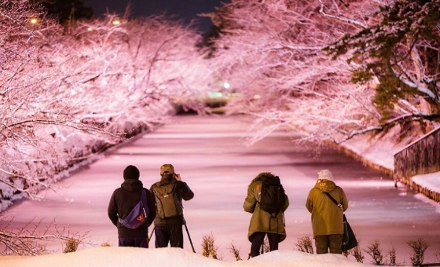 Aomori's Stunning Winter "Cherry Blossoms"