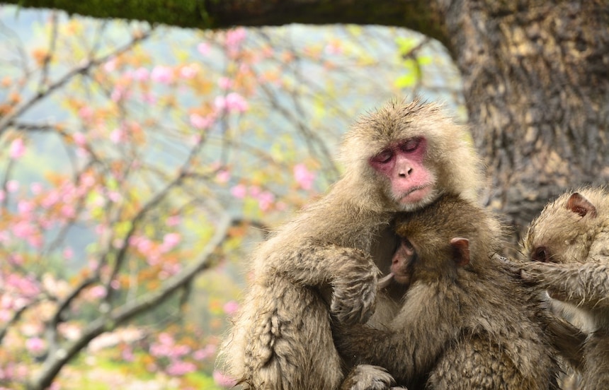 Monkeying around at Takasakiyama Monkey Park