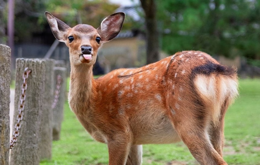 The Many Expressions of Nara's Deer