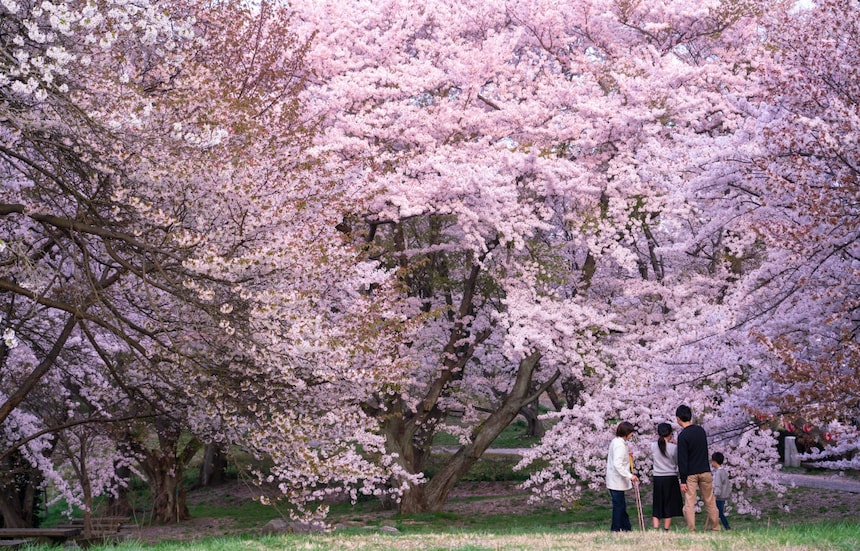Incredible Cherry Blossoms in Kagawa