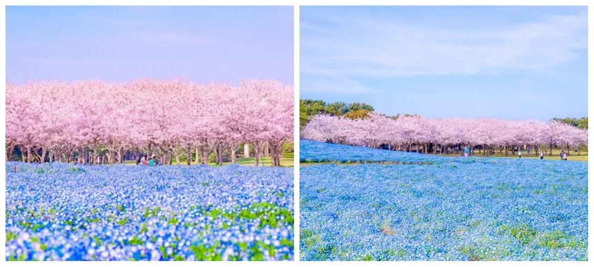 Flowers & Sakura at Seaside Park in Fukuoka