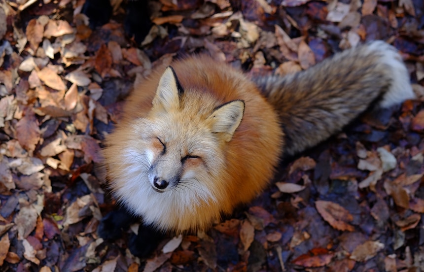 Run with the Foxes at Zao Fox Village