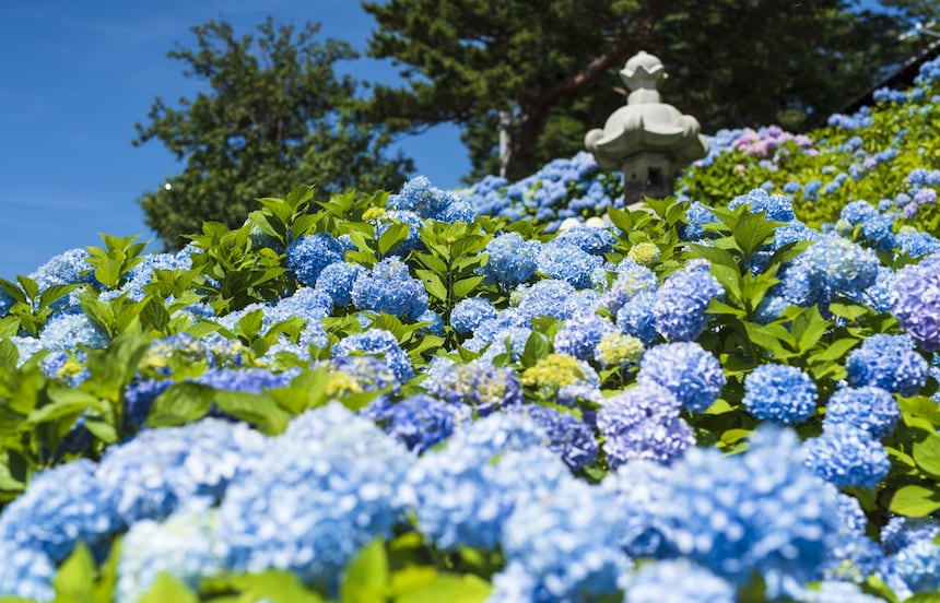 Toshimaen Amusement Park Hydrangea Festival