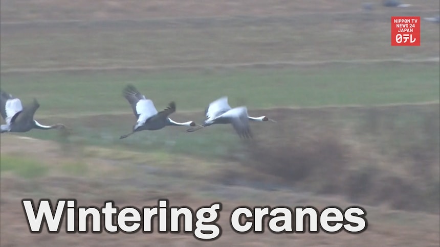 13.000 Wintering Cranes Headed to Kagoshima