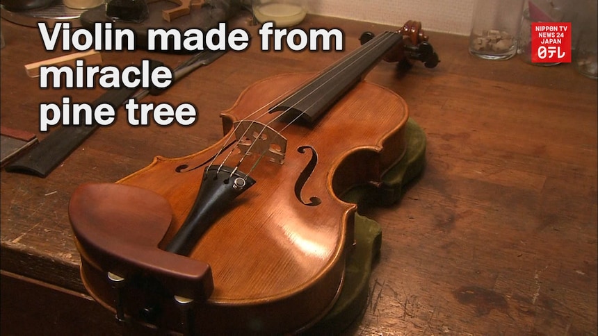 Violin Made from Iwate's 'Miracle Pine Tree'