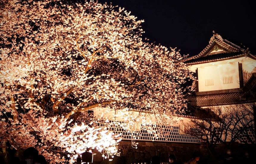 A Cherry Blossom Light-up at Kenrokuen