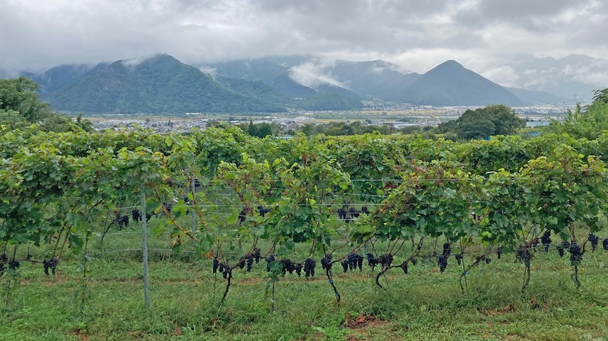 Three of Japan's Wine Regions You Need to Visit
