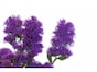カサカサした紫色の花「スターチス」とは？花言葉や開花時期を解説