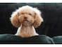 犬の年齢の計算法・人間の歳への換算法・平均寿命