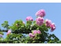 つるバラ、冬の剪定・誘引のやり方とは？