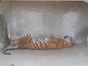 のどかな雰囲気が漂う『日立市かみね動物園』