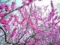 まるで桃源郷！ 古河総合公園の桃まつり
