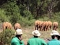 ナイロビで人気急上昇、アフリカゾウの保護施設